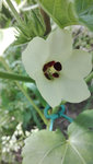 Okra Blüte.jpg