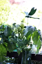image001.jpg