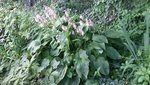 20190721_105828.jpg