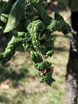 Pflaume_Blatt_1.jpg