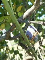 Zwetschge _Frucht_1.webp