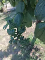 Zwetschge_Blatt_1.webp