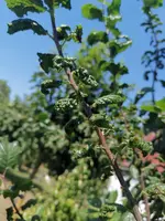 Zwetschge_Blatt_2.webp