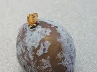 Zwetschge_Frucht_2.webp