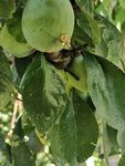 Pflaume_Frucht_1.jpg