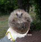 Forum Igel Schnuffelchen P1130807.jpg