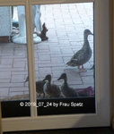 Forum Duckies P1130795.jpg