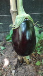 Aubergine2.jpeg