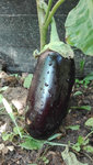 Aubergine3.jpeg