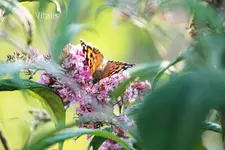 Schmetterling am Sommerflieder.webp