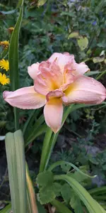 IMG-20190725-WA0007.webp