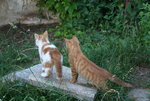 Juli0619.JPG