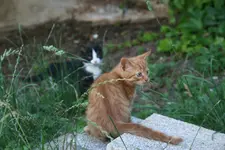 Juli0919.webp