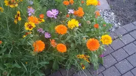 Neue Fragen01_Bildgröße ändern.webp
