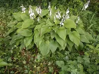 gr.Hosta.webp