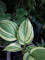 20190726_091125.webp