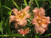 doublin elaine6_1067x800.webp