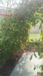 Tomaten 2019-07-26--01.jpg