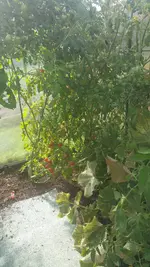 Tomaten 2019-07-26--02.webp