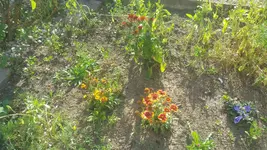 Stauden 2019-07-26--03.webp