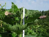 k-DSC01352.webp
