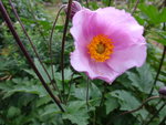 DSC00549.JPG