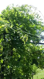 blaura.webp