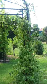jelänger.webp