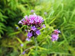 DSCF2641 (2).JPG