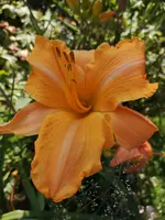 IMG_20190727_115404.jpg