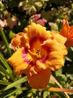 IMG_20190727_115352.webp