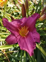 IMG_20190727_115346.webp
