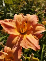 IMG_20190727_115330.webp