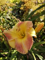 IMG_20190727_115315.webp