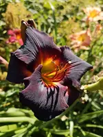 IMG_20190727_115257.webp