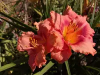 IMG_20190727_115204.webp
