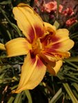 IMG_20190727_115136.jpg