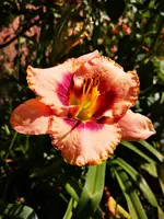 IMG_20190727_115104.webp