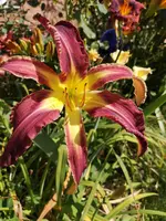 IMG_20190727_115028.webp