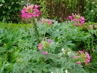 DSC00553.JPG