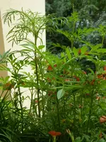 P1060334.webp P1060334.webp