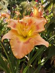 IMG_20190727_165555.jpg