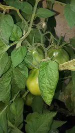20190728_093553.webp