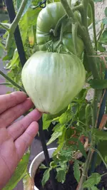 20190728_093329_001.webp
