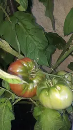 20190728_093601.webp