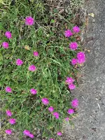 IMG_2084.JPG