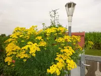DSC00556.webp