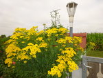 DSC00556.JPG