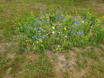 DSC00558.JPG