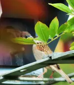 DSCF2606 (3).webp